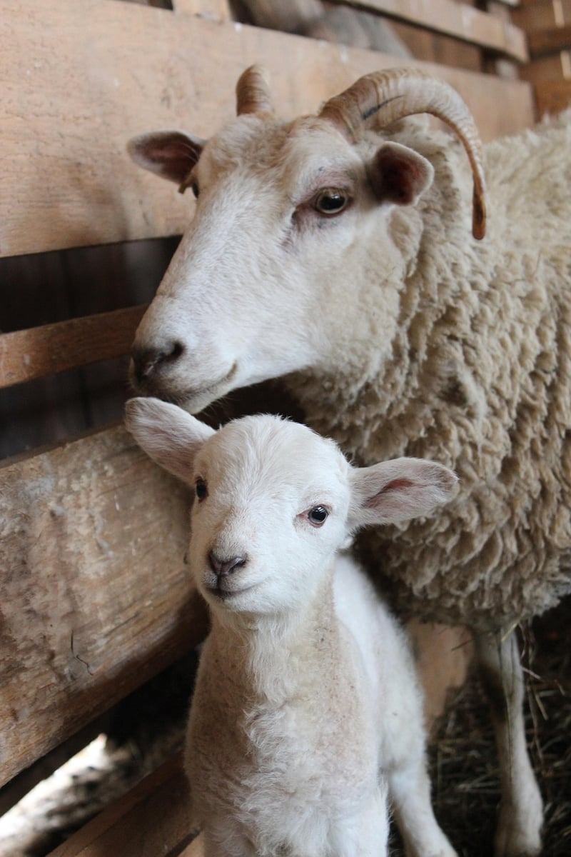 Willow Creek Farm & Winery